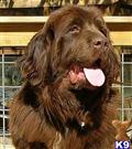 Newfoundland
